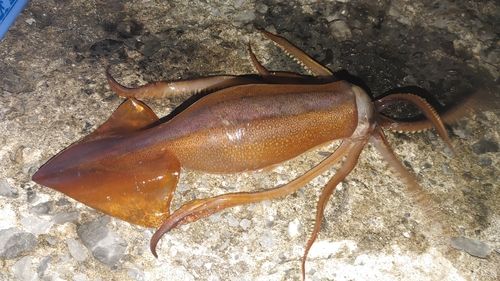 スルメイカの釣果