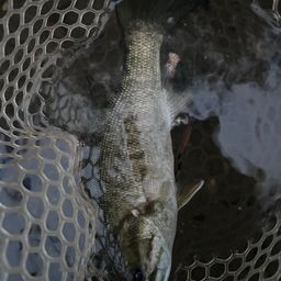 スモールマウスバス