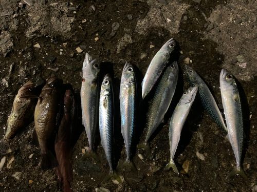 サバの釣果