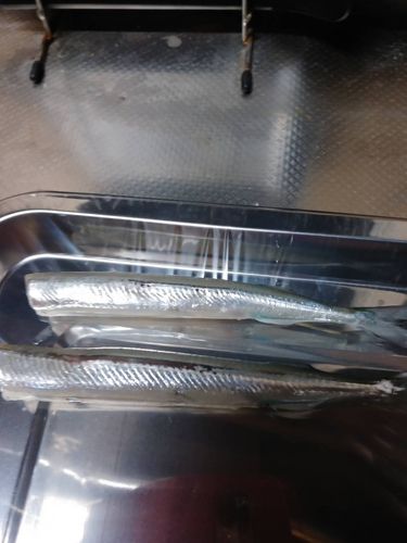 サバの釣果