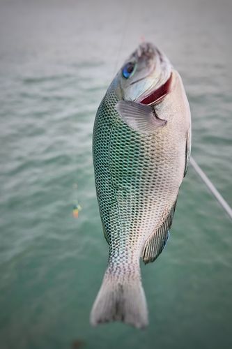 グレの釣果