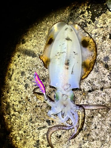 アオリイカの釣果