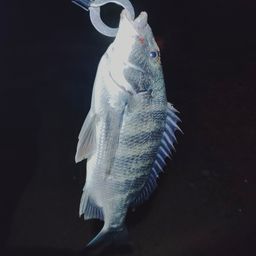 チヌ