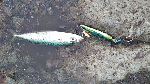 サバの釣果
