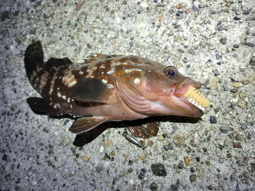 キジハタの釣果