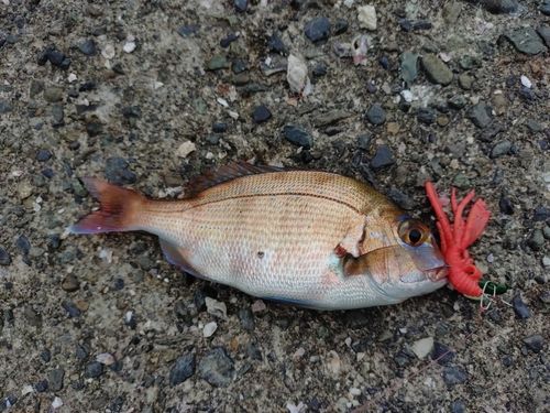 チャリコの釣果