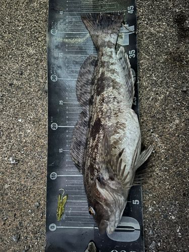 アイナメの釣果