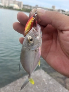 メッキの釣果