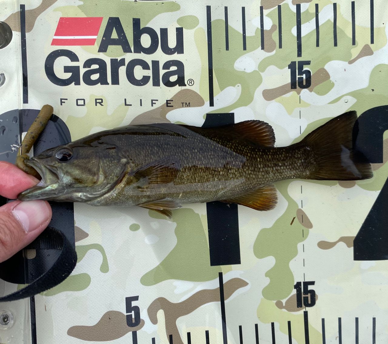 スモールマウスバス