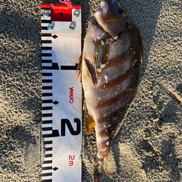 タカノハダイ