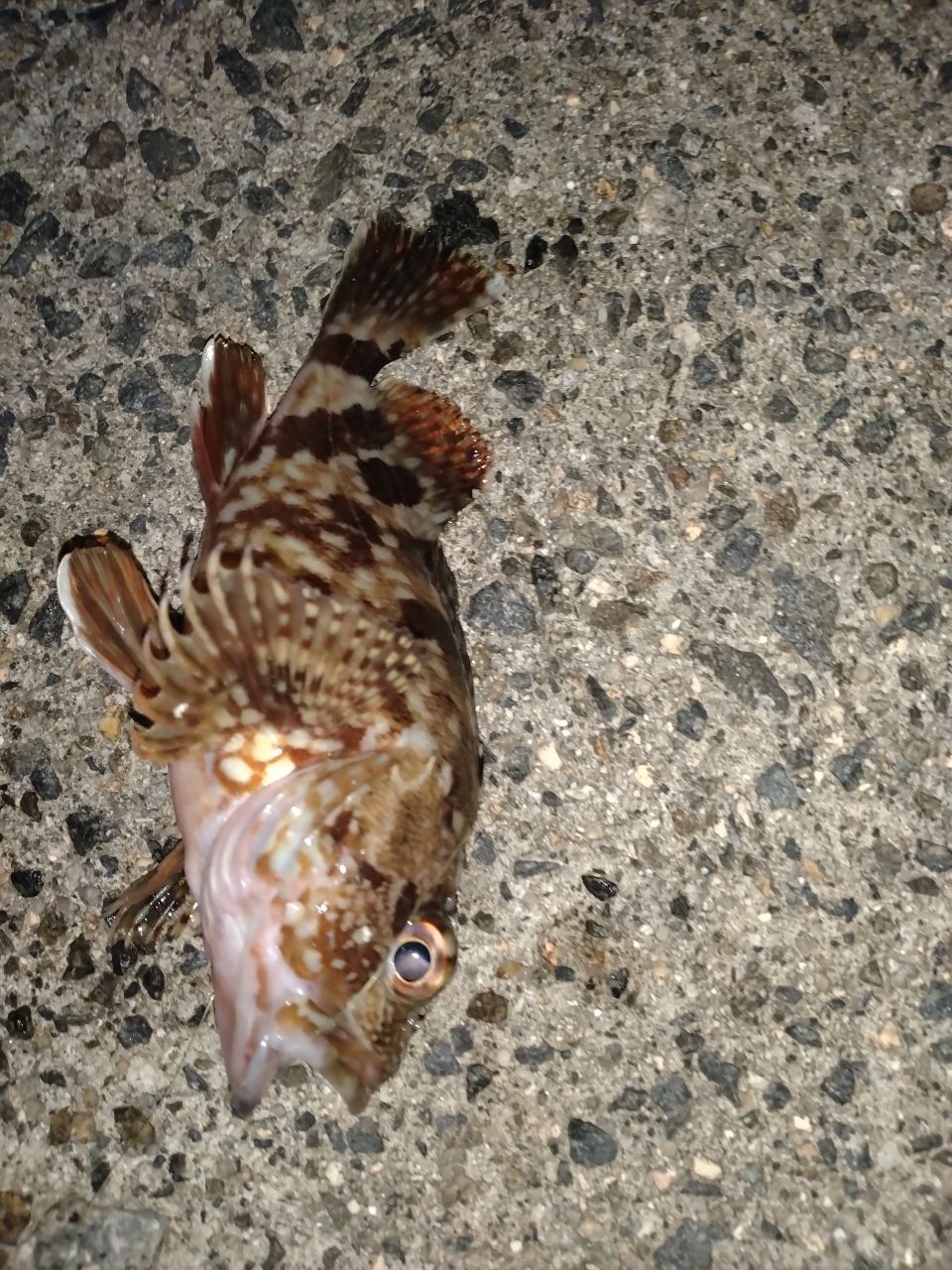 カサゴ