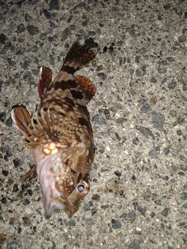 カサゴの釣果