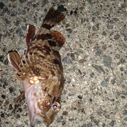 カサゴ