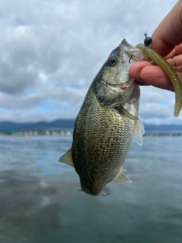 木浜沖