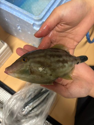 カワハギの釣果