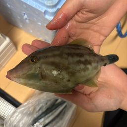 カワハギ