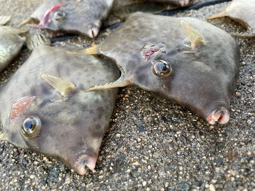 カワハギの釣果