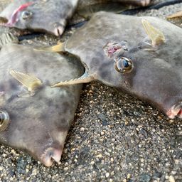 カワハギ