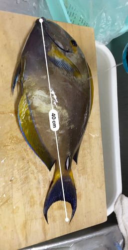 トカジャーの釣果