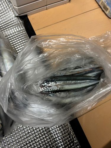サヨリの釣果