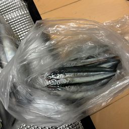 サヨリ
