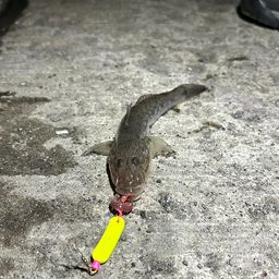 マハゼ