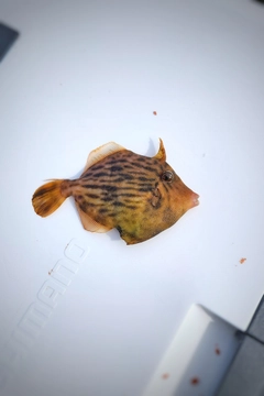 カワハギの釣果