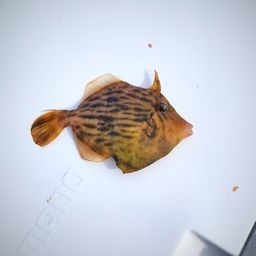 カワハギ