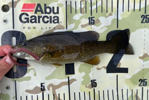 スモールマウスバスの釣果