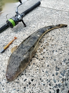 マゴチの釣果