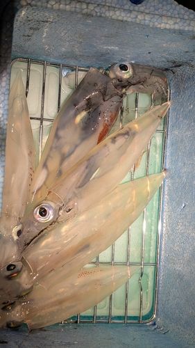 釜石湾