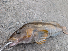 アイナメの釣果