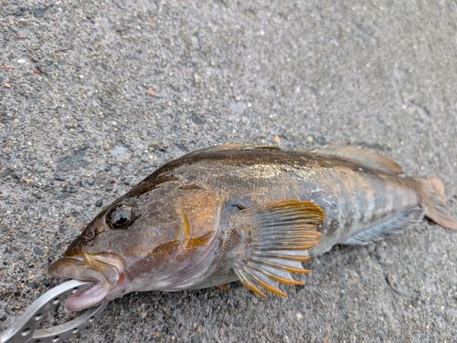 アイナメの釣果