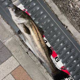 シーバス