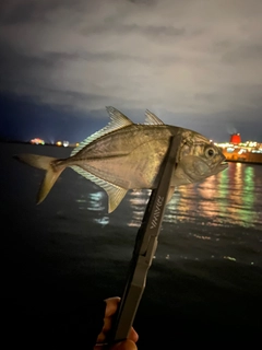 メッキの釣果