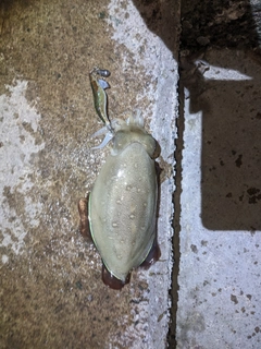 コウイカの釣果