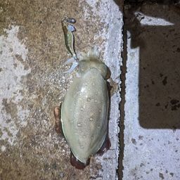 コウイカ