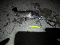 クロソイの釣果