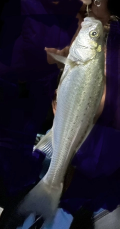 セイゴ（マルスズキ）の釣果