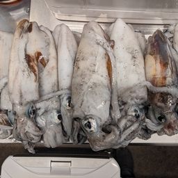 アオリイカ