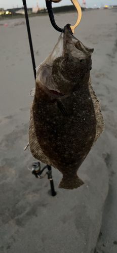 ヒラメの釣果