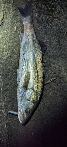 マルスズキの釣果
