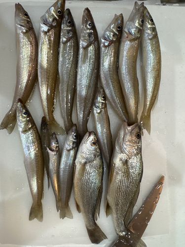 釣果