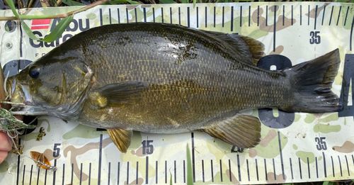 スモールマウスバスの釣果