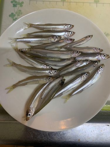 ワカサギの釣果