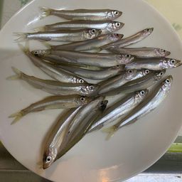 ワカサギ
