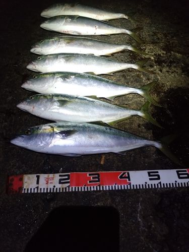 釣果