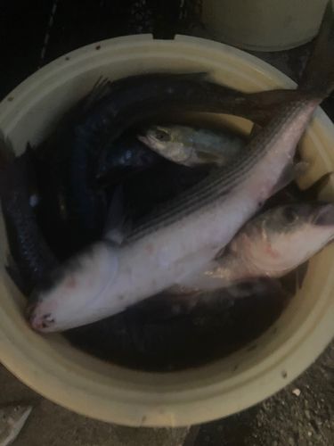 小浜湾