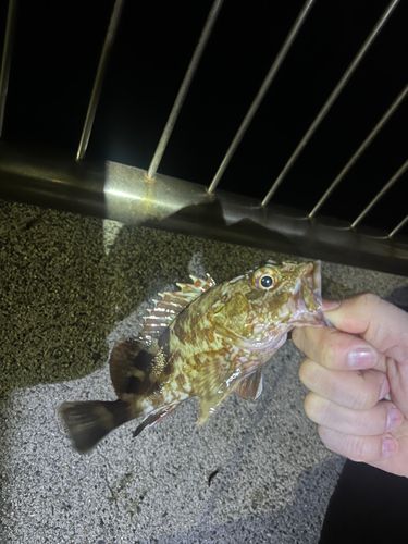 カサゴの釣果