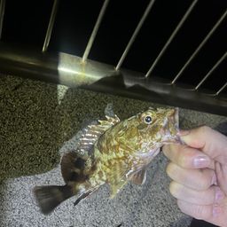カサゴ